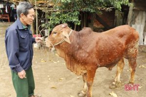 Bệnh viêm da nổi cục và cách xử lý khi trâu, bò bị bệnh
