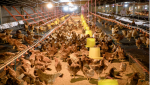 Kỹ thuật chăn nuôi và phòng bệnh cho gà thịt