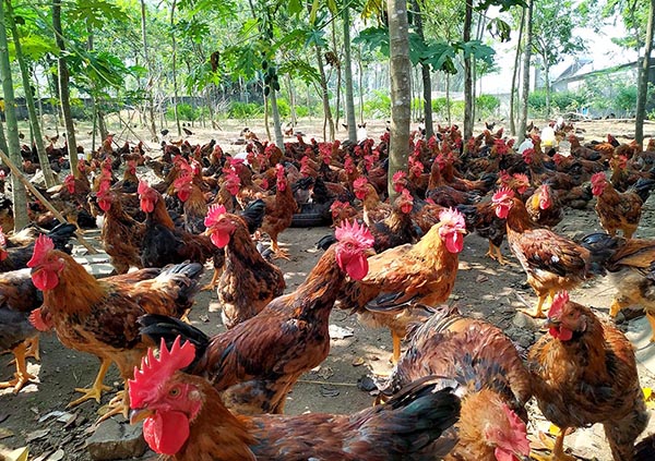 Kỹ thuật chăn nuôi gà thả đồi, vườn theo hướng an toàn sinh học