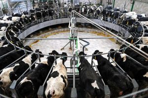 Ngành chăn nuôi Mỹ lo bò bị “bỏ rơi” khi chi phí thức ăn tăng cao