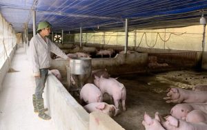 Người chăn nuôi lợn ‘đặt cược’ vào thị trường cuối năm